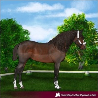 Horse Color:Liver Chestnut