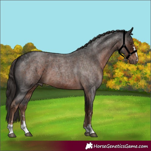 Horse Color:Liver Red Roan 