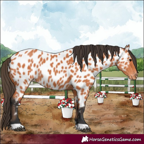 Horse Color:Bay Appaloosa