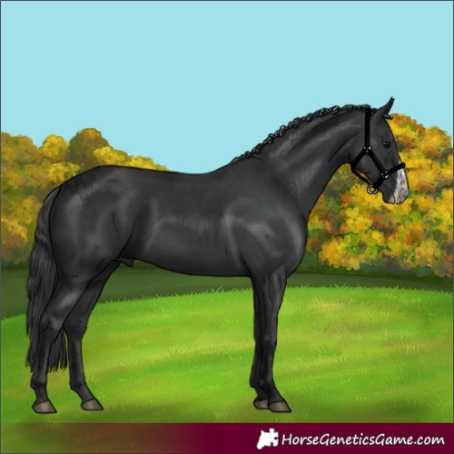 Horse Color:Black and Black Frame