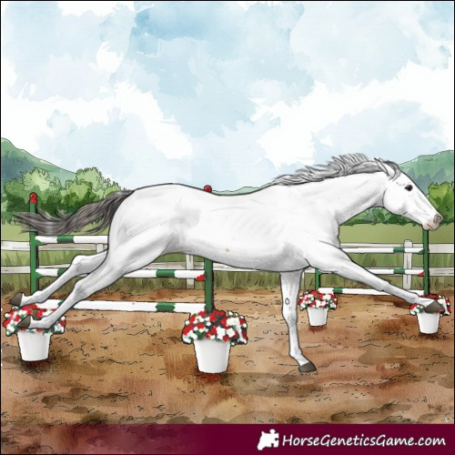 Horse Color:Bay Appaloosa