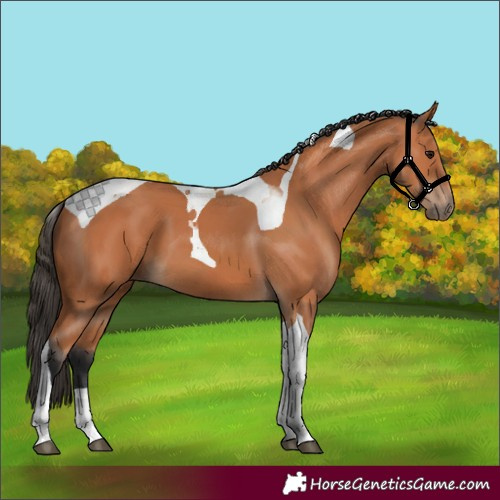 Horse Color:Bay Tobiano 