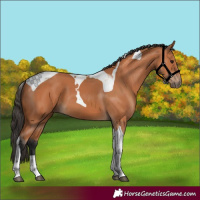 Horse Color:Bay Tobiano