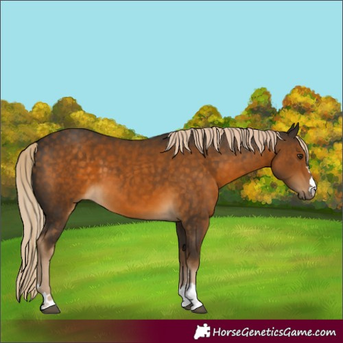 Horse Color:Chocolate Palomino