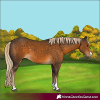 Horse Color:Chocolate Palomino
