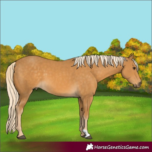 Horse Color:Palomino
