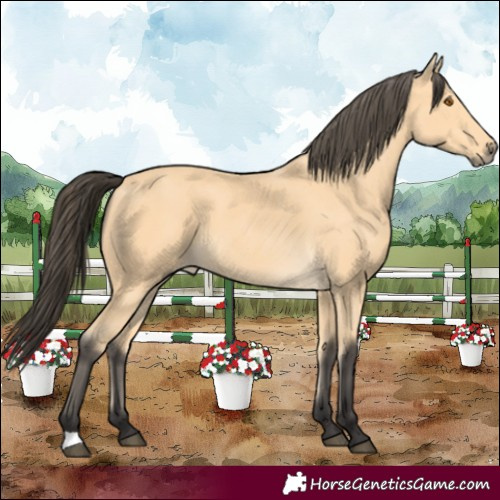 Horse Color:Buckskin