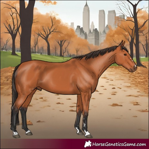 Horse Color:Bay 