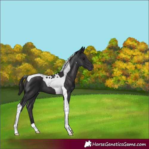 Horse Color:Smoky Black Tobiano 
