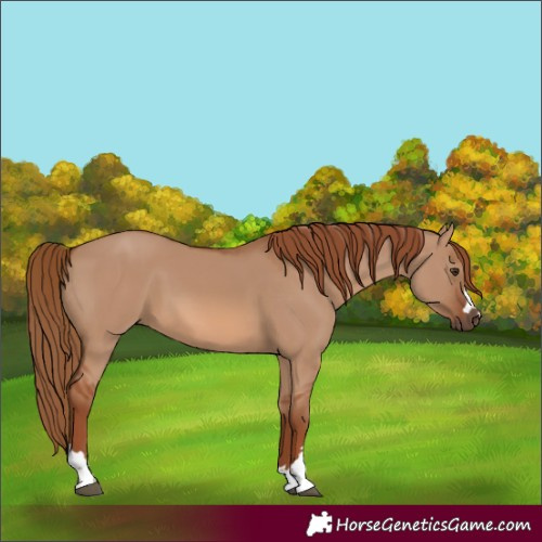 Horse Color:Unknown 
