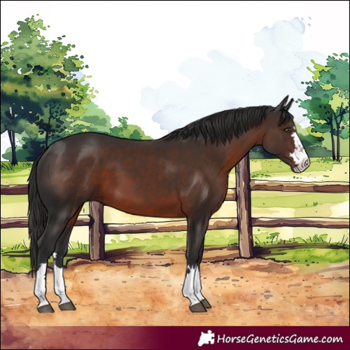 Horse Color:Liver Chestnut