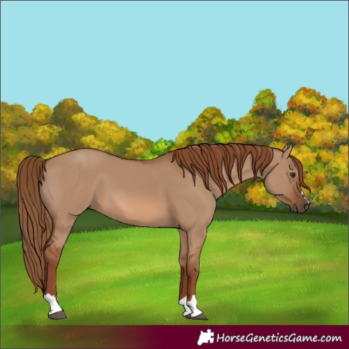 Horse Color:Unknown