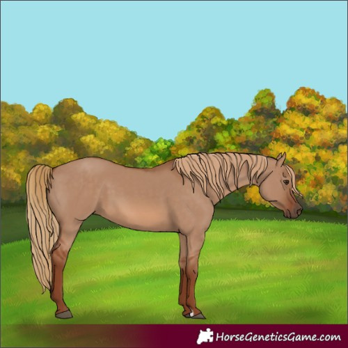 Horse Color:Unknown 