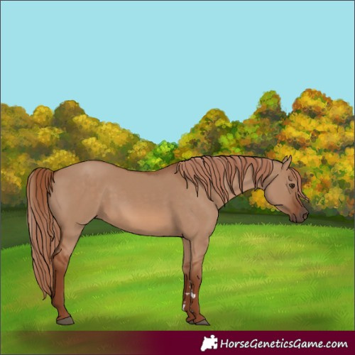 Horse Color:Unknown 