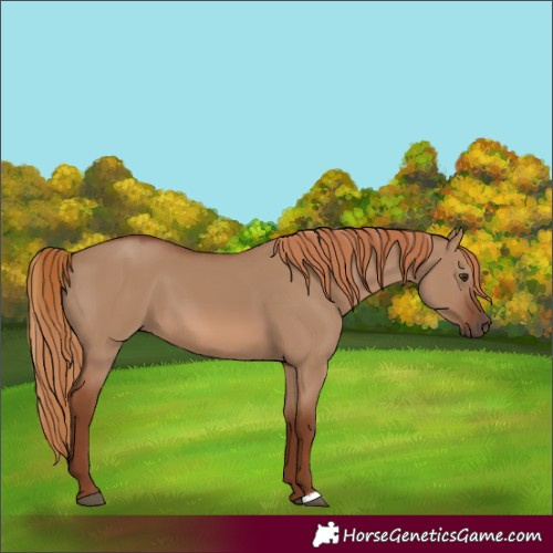 Horse Color:Unknown 