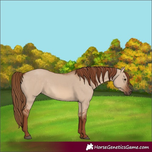 Horse Color:Unknown 