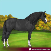 Horse Color:Black 