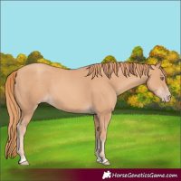 Horse Color:Gold Champagne