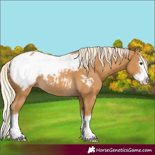 Horse Color:Palomino Splash Appaloosa Rabicano 