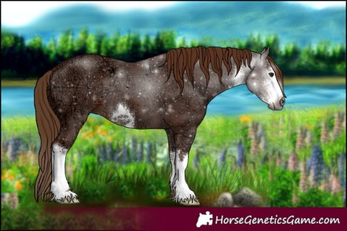 Horse Color:Gray White Spotted Chestnut Ice