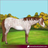 Horse Color:Red Roan Frame