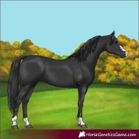 Horse Color:Black 