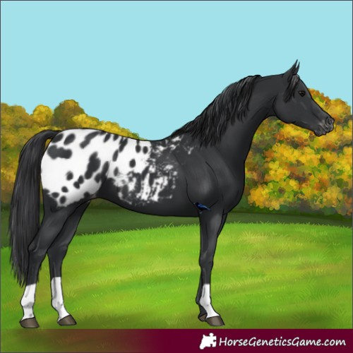 Horse Color:Black Appaloosa