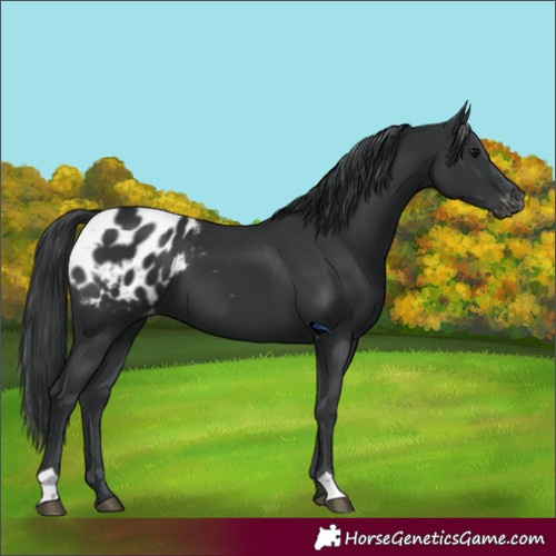 Horse Color:Black Appaloosa