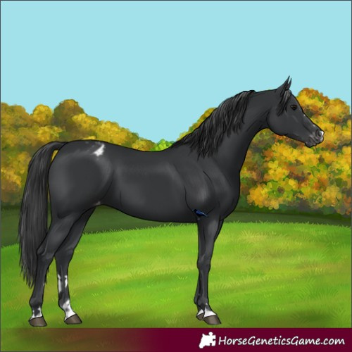 Horse Color:Black Appaloosa