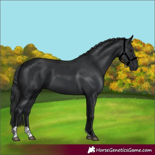 Horse Color:Black  and Black 