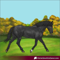 Horse Color:Black 