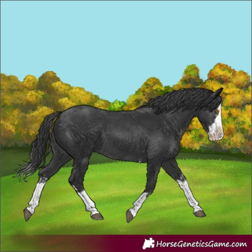 Horse Color:Black Splash and Black Splash