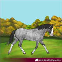 Horse Color:Blue Roan Splash and Blue Roan Splash Rabicano