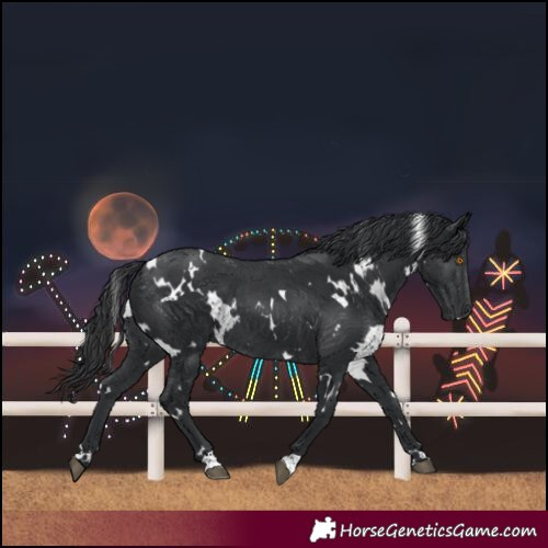 Horse Color:White Spotted Black