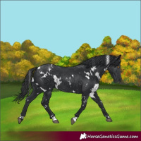 Horse Color:White Spotted Black