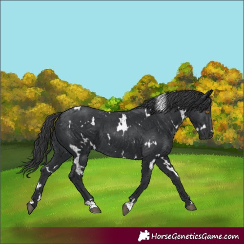 Horse Color:White Spotted Black
