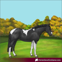 Horse Color:Black Tobiano