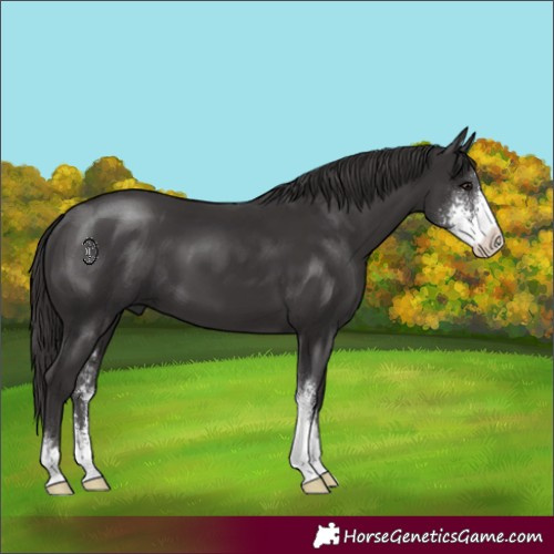 Horse Color:Smoky Black Sabino