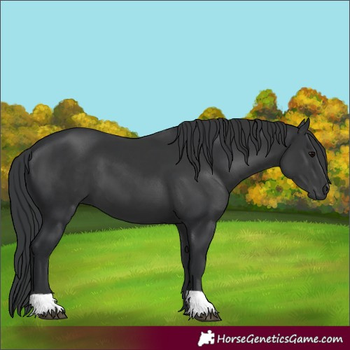 Horse Color:Black 