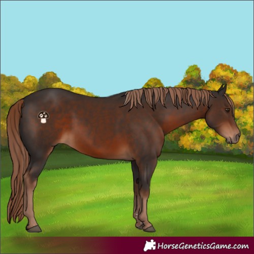 Horse Color:Liver Chestnut