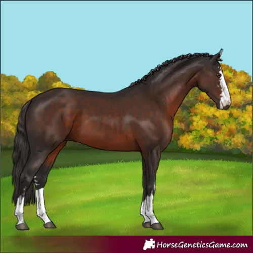 Horse Color:Liver Chestnut 