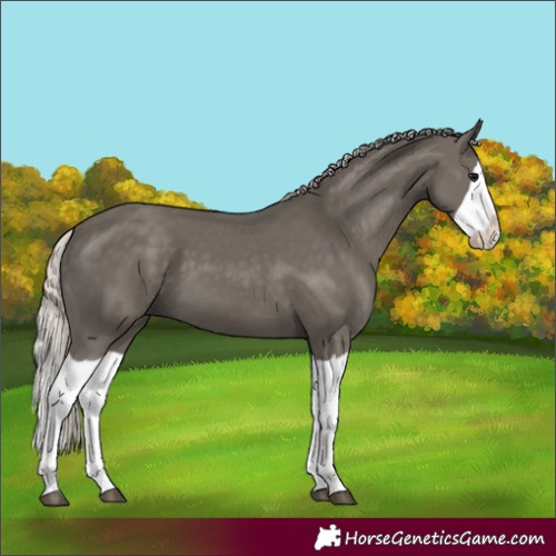 Horse Color:Silver Black Splash