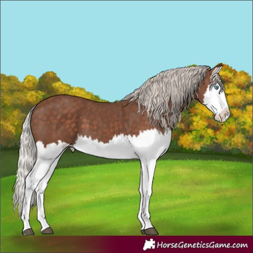 Horse Color:Silver Black Splash 