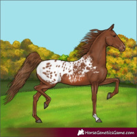 Horse Color:Chestnut Blanket 