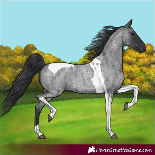 Horse Color:Blue Roan Tobiano 
