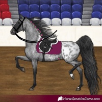 Horse Color:Blue Roan Appaloosa 