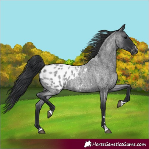 Horse Color:Blue Roan Blanket 
