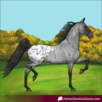 Horse Color:Blue Roan Blanket