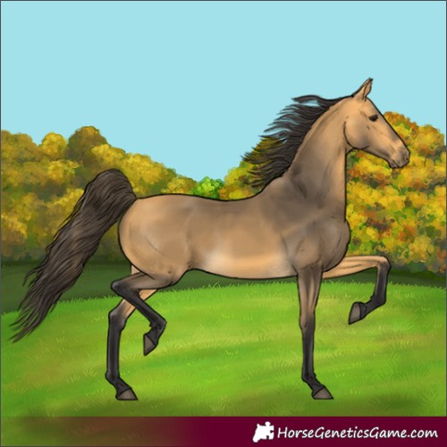 Horse Color:Buckskin 