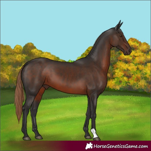 Horse Color:Liver Chestnut